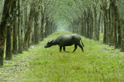 Công ty Cao su Hà Tĩnh năng động trong sản xuất, kinh doanh