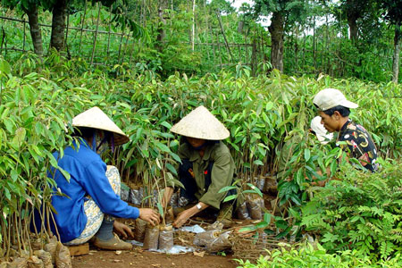 Tại nhiều cơ sở ươm giống nhỏ lẻ, cà phê giống được bày bán mà không hề có cơ quan nào kiểm định chất lượng. Ảnh: Đức Thụy